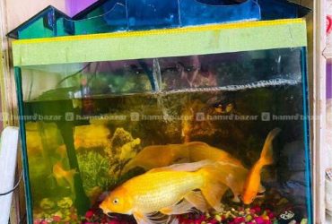 Aquarium With Large Gold Fishes And Accessories